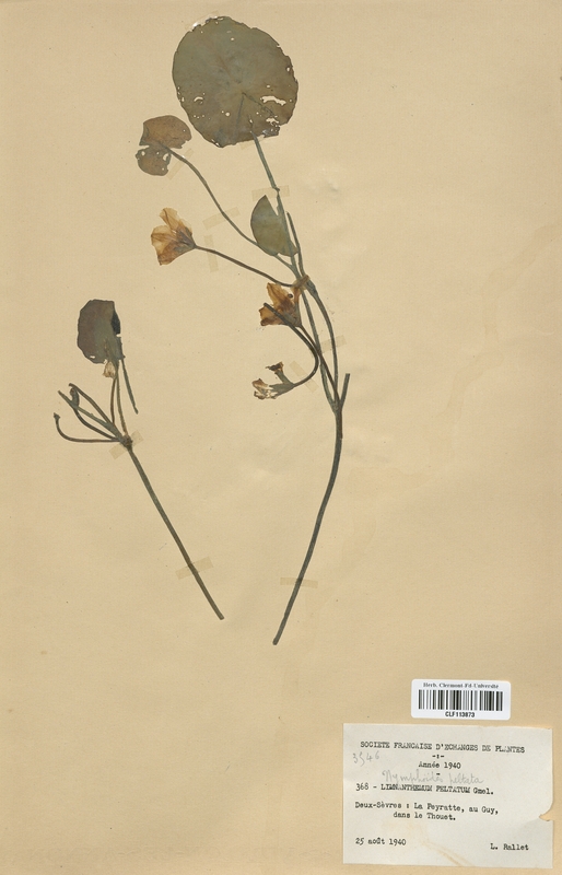 Nymphoides peltata (Apocynaceae)