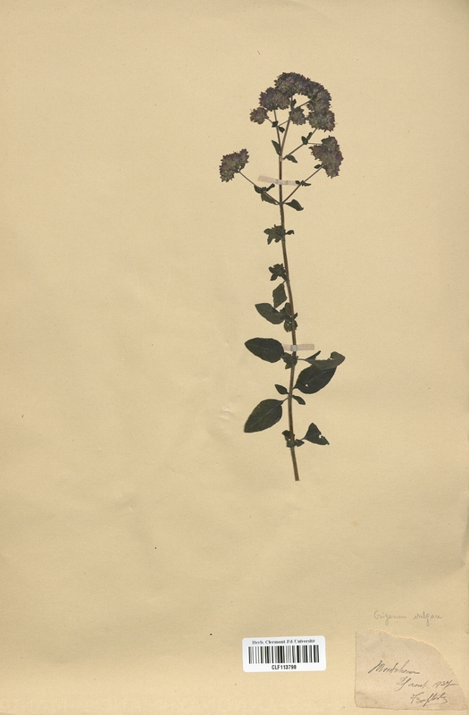 Origanum vulgare (Lamiaceae)