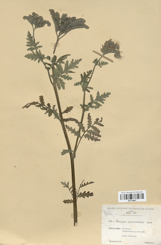 Phacelia tanacetifolia (Boraginaceae)