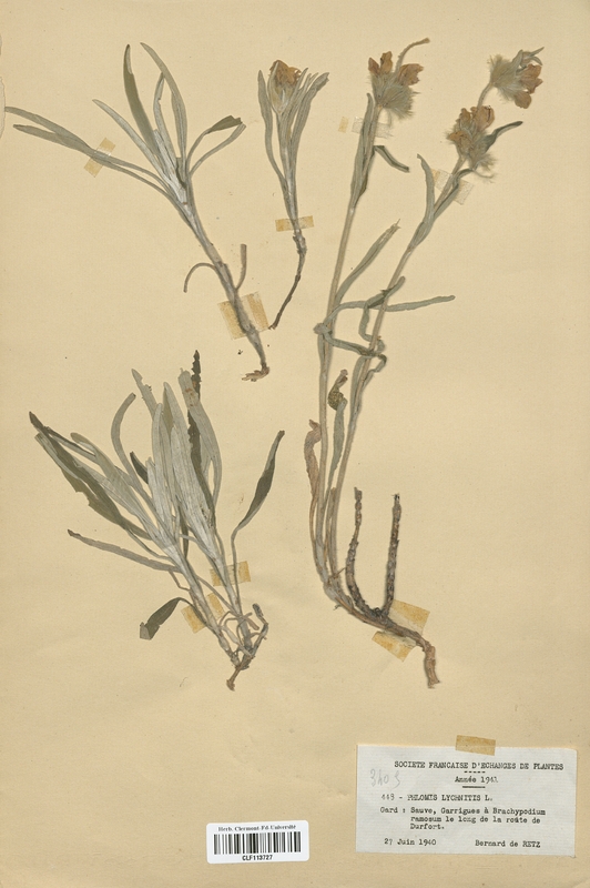 Phlomis lychnitis (Lamiaceae)