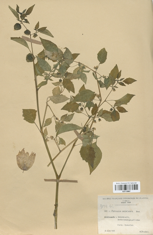 Physalis ixocarpa (Solanaceae)