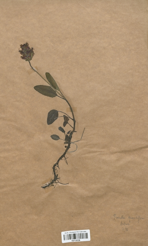 Prunella grandiflora (Lamiaceae)