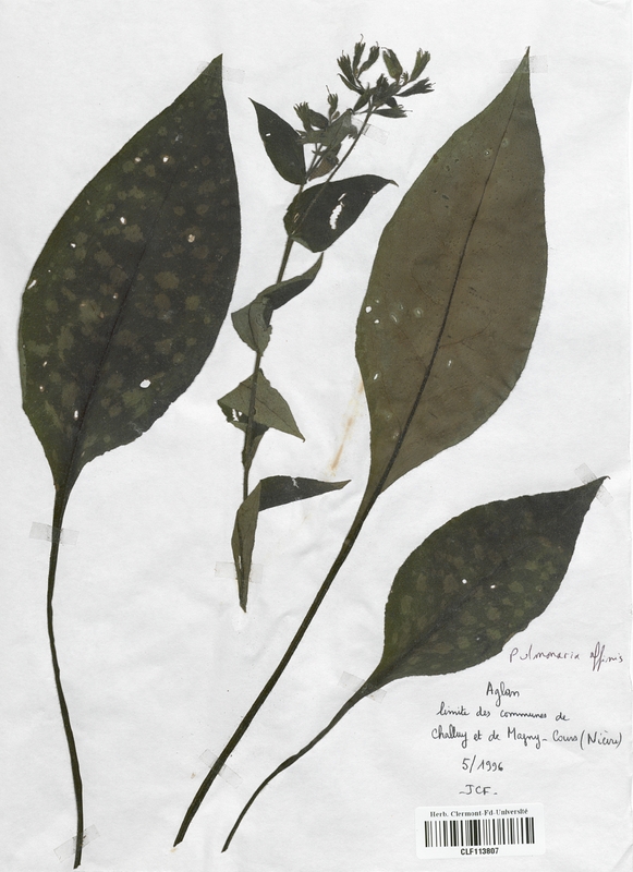 Pulmonaria affinis (Boraginaceae)