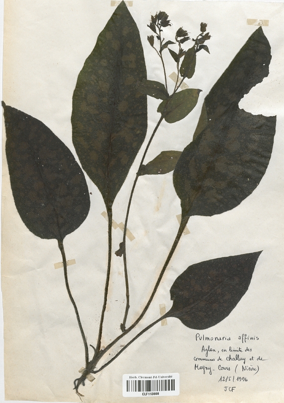 Pulmonaria affinis (Boraginaceae)