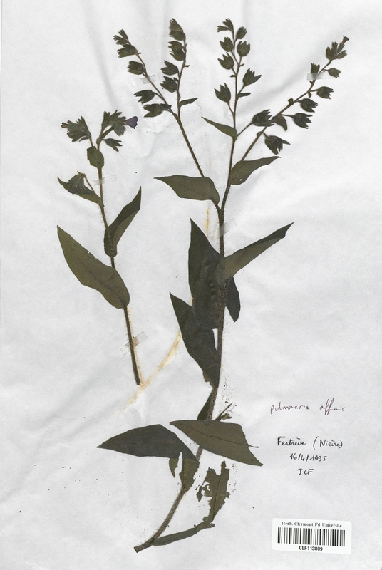Pulmonaria affinis (Boraginaceae)