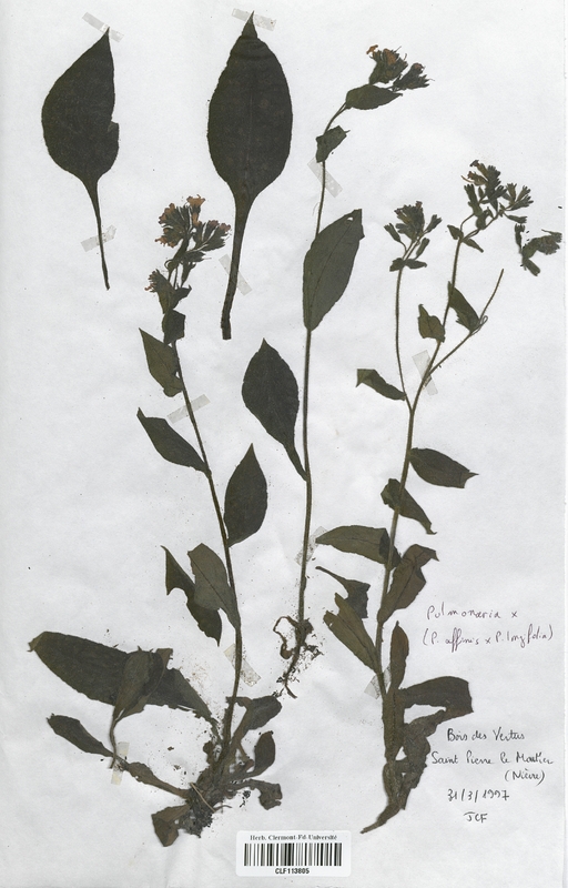 Pulmonaria affinis x longifolia (Boraginaceae)