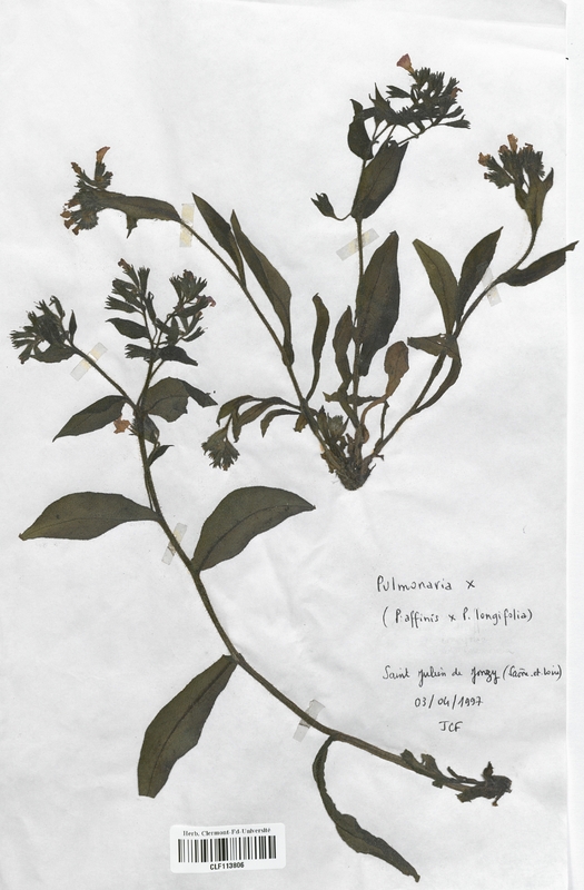 Pulmonaria affinis x longifolia (Boraginaceae)