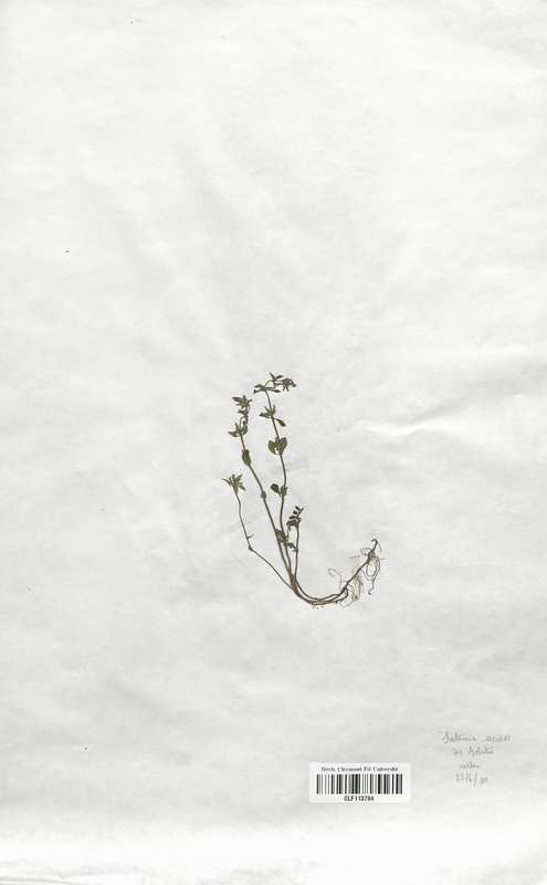Satureia acinos (Lamiaceae)