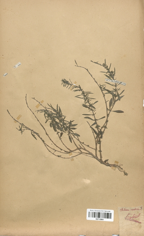 Satureia montana (Lamiaceae)
