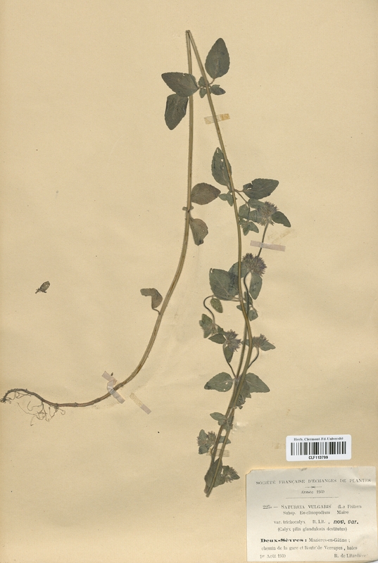 Satureia vulgaris  (Lamiaceae)
