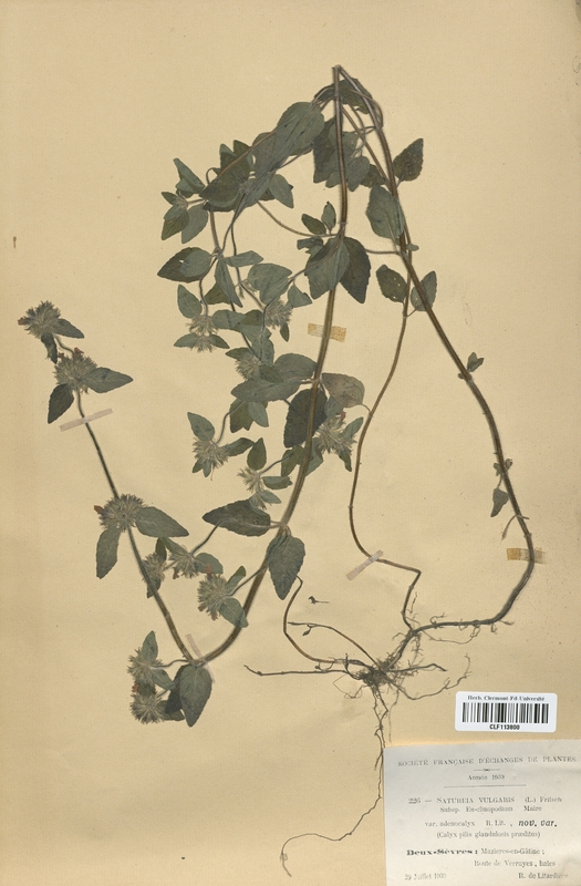 Satureia vulgaris  (Lamiaceae)