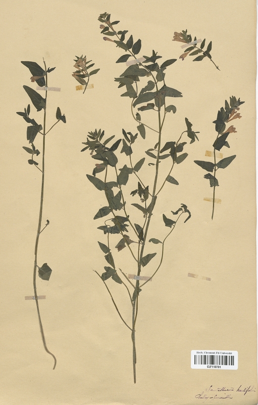 Scutellaria hastaefolia (Lamiaceae)