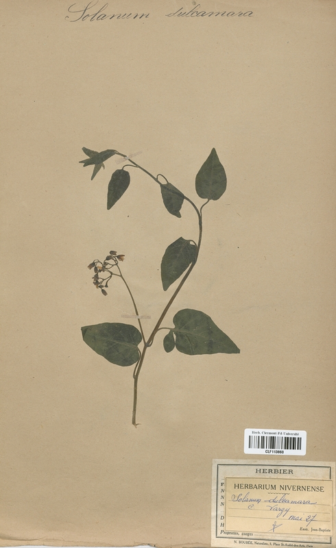 Solanum dulcamara (Solanaceae)