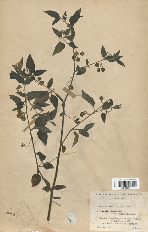 Solanum gracile (Solanaceae)