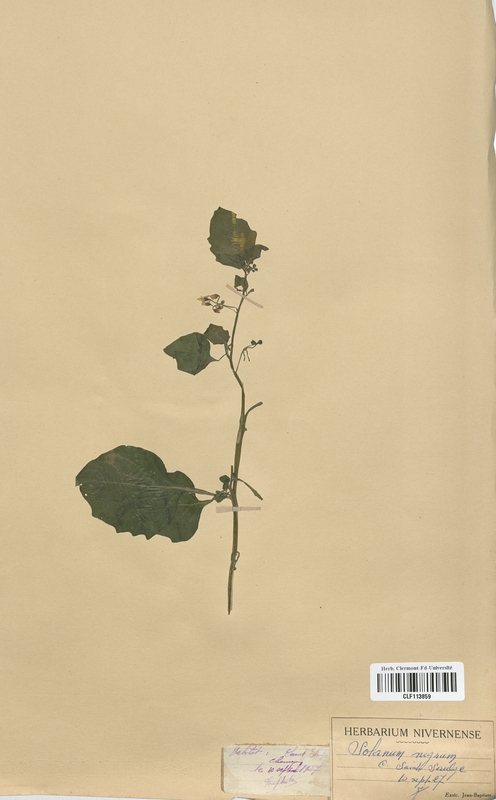 Solanum nigrum (Solanaceae)