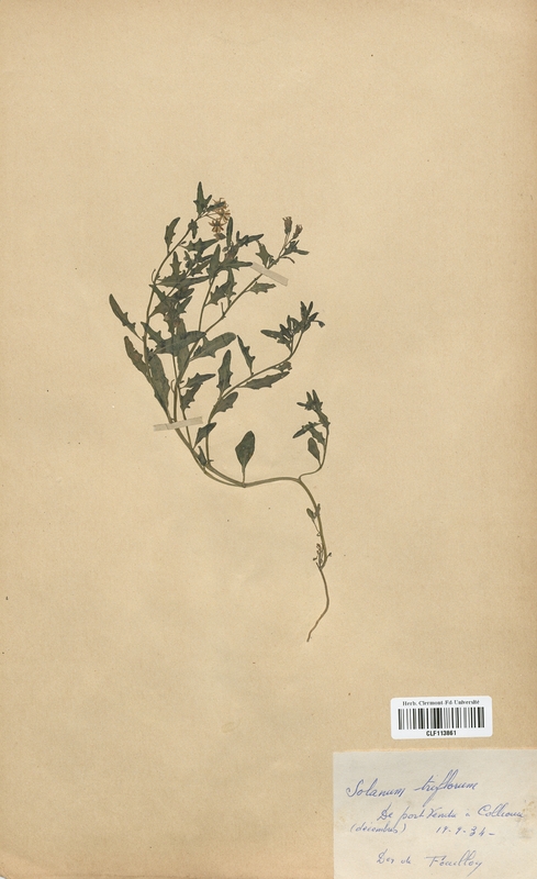 Solanum triflorum (Solanaceae)