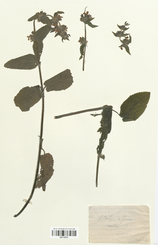 Stachys alpina (Lamiaceae)