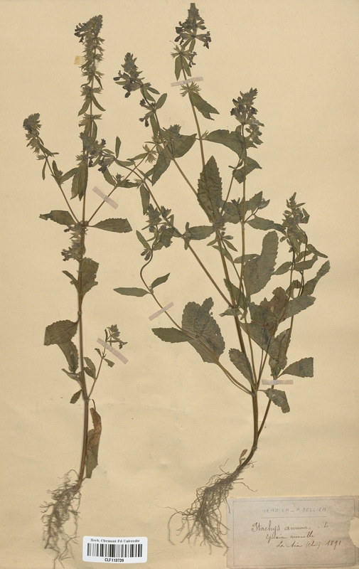 Stachys annua (Lamiaceae)