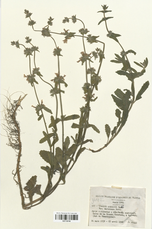 Stachys arenaria maroccana (Lamiaceae)