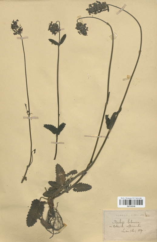 Stachys betonica (Lamiaceae)