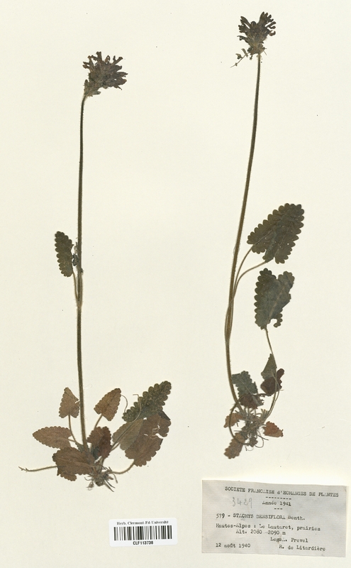 Stachys densiflora (Lamiaceae)
