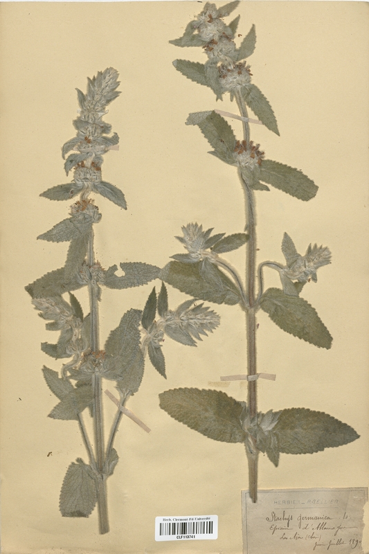 Stachys germanica (Lamiaceae)