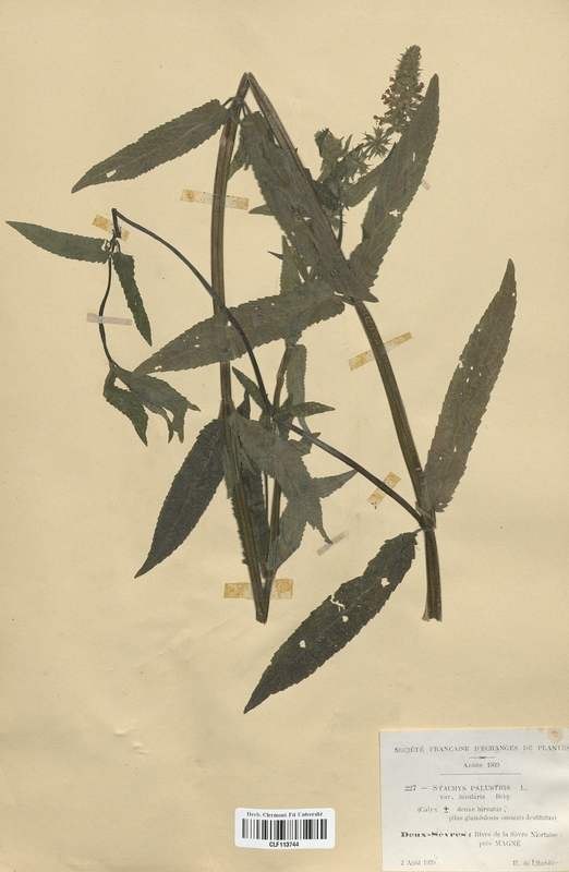 Stachys palustris (Lamiaceae)