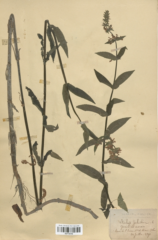 Stachys palustris (Lamiaceae)