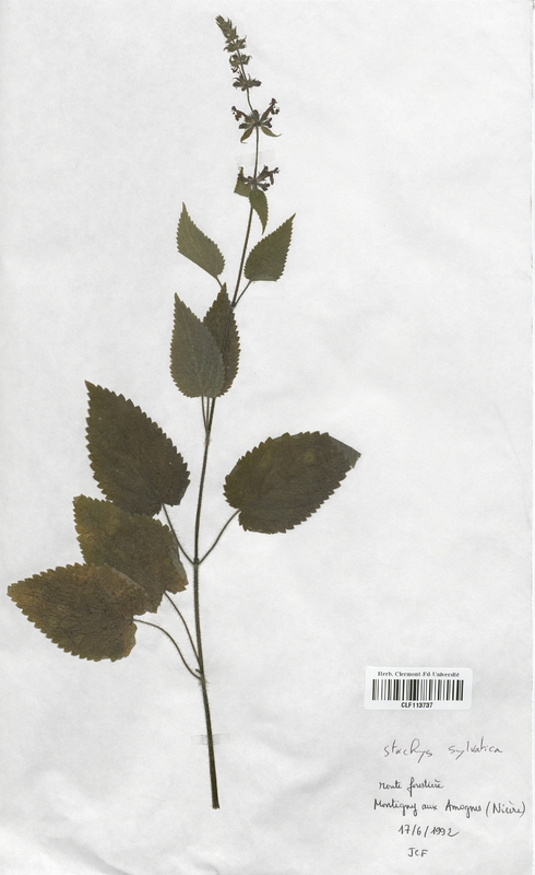 Stachys sylvatica (Lamiaceae)