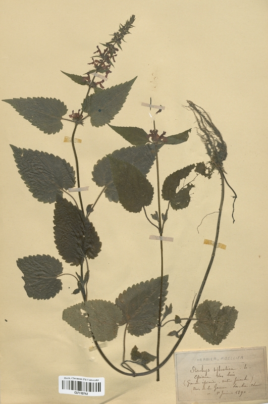 Stachys sylvatica (Lamiaceae)