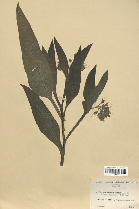Symphytum officinale (Boraginaceae)