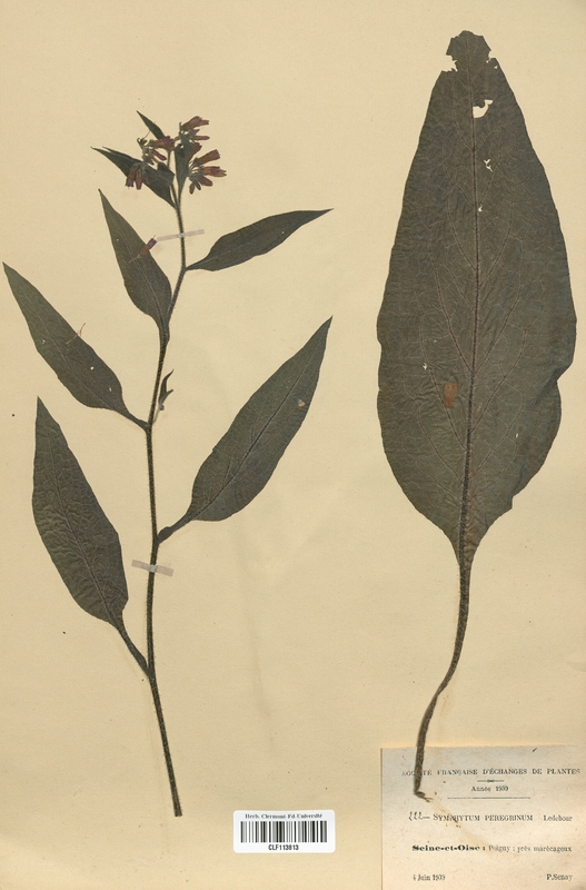 Symphytum peregrinum (Boraginaceae)