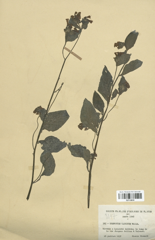 Symphytum tauricum (Boraginaceae)