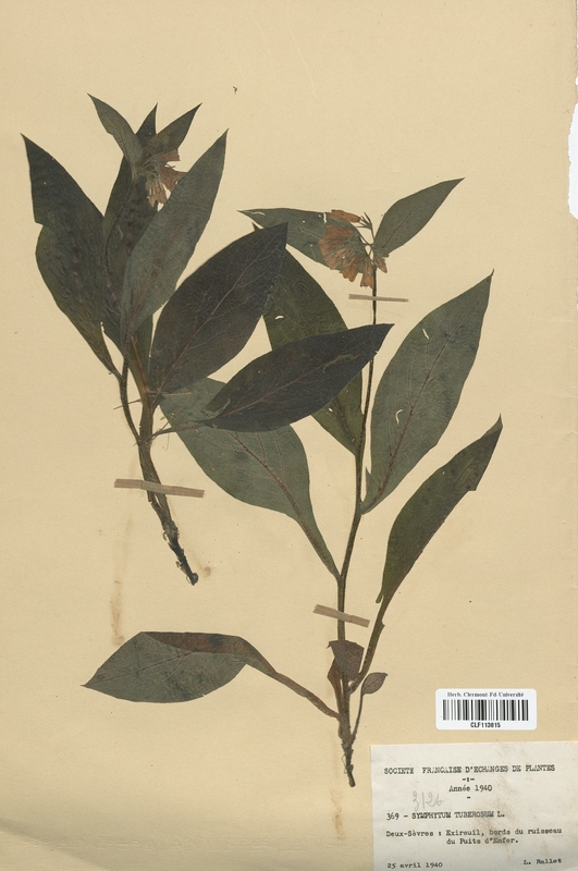 Symphytum tuberosum (Boraginaceae)