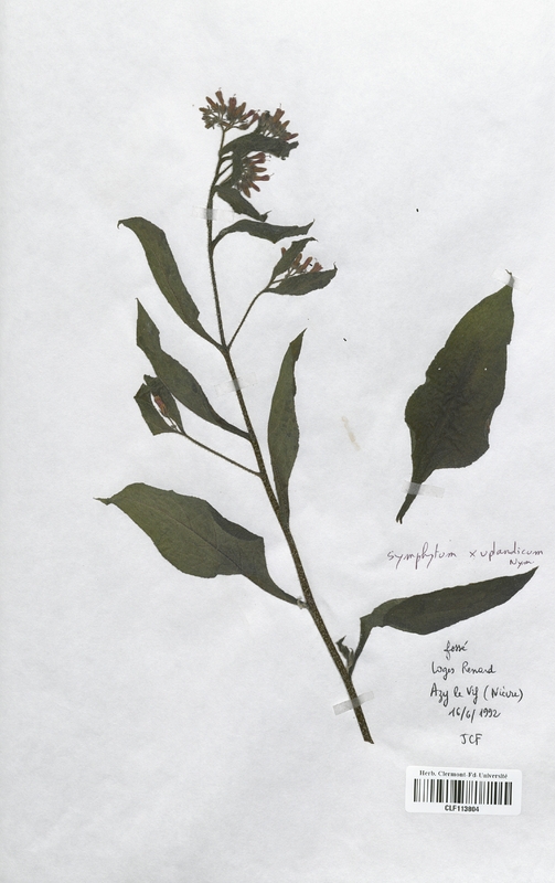 Symphytum x uplandicum (Boraginaceae)
