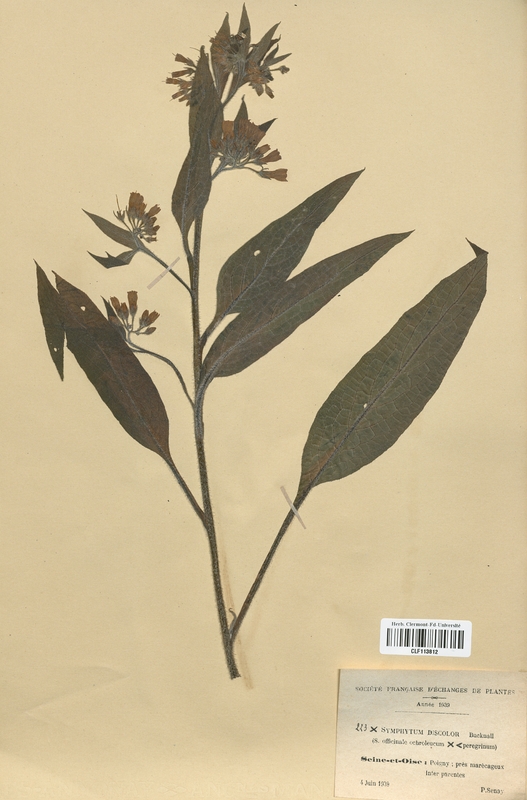 Symphytum x-discolor (Boraginaceae)