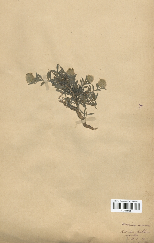 Teucrium aureum (Lamiaceae)