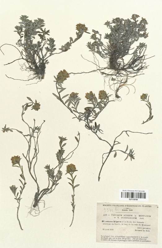 Teucrium aureum (Lamiaceae)