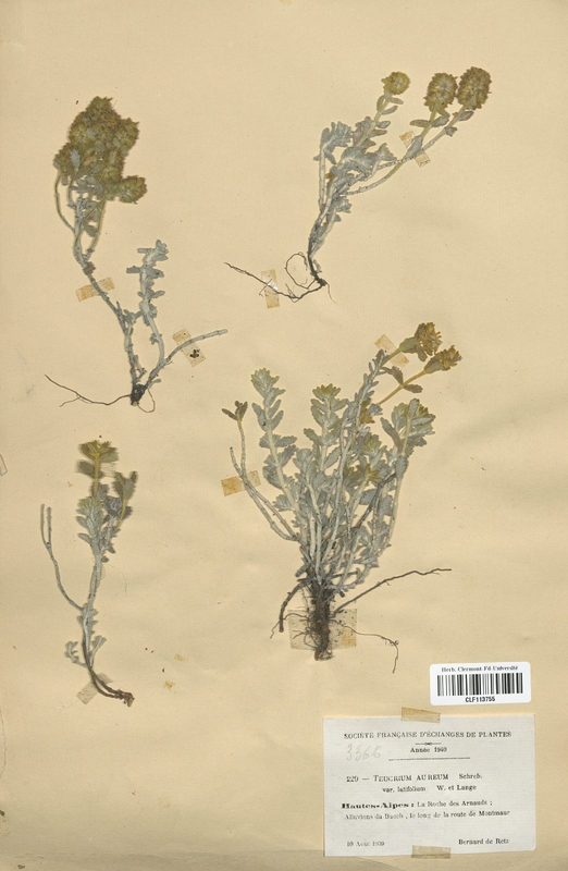 Teucrium aureum latifolium (Lamiaceae)