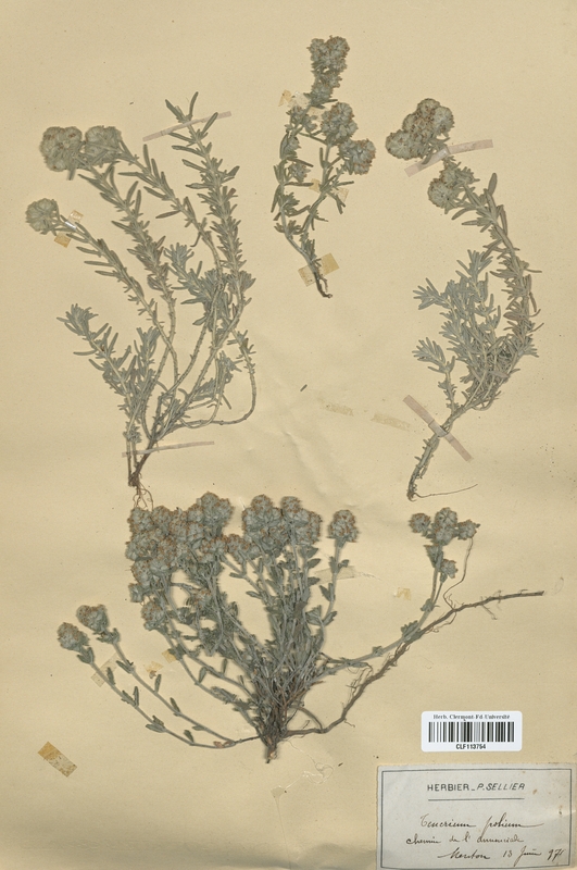 Teucrium polium (Lamiaceae)