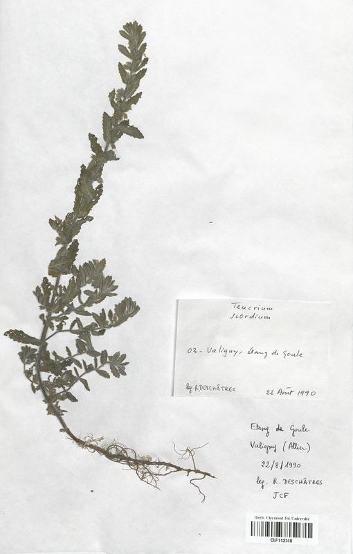 Teucrium scordium (Lamiaceae)