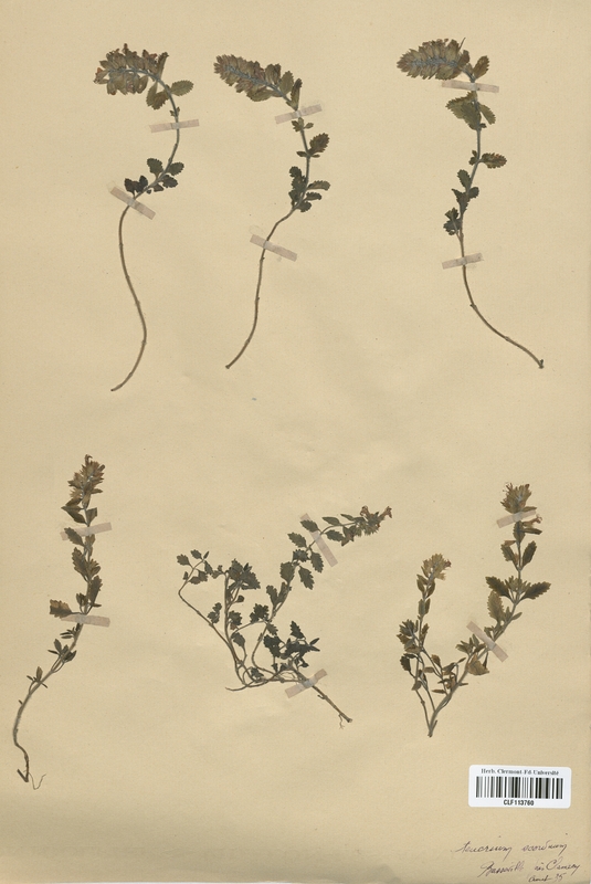 Teucrium scordium (Lamiaceae)