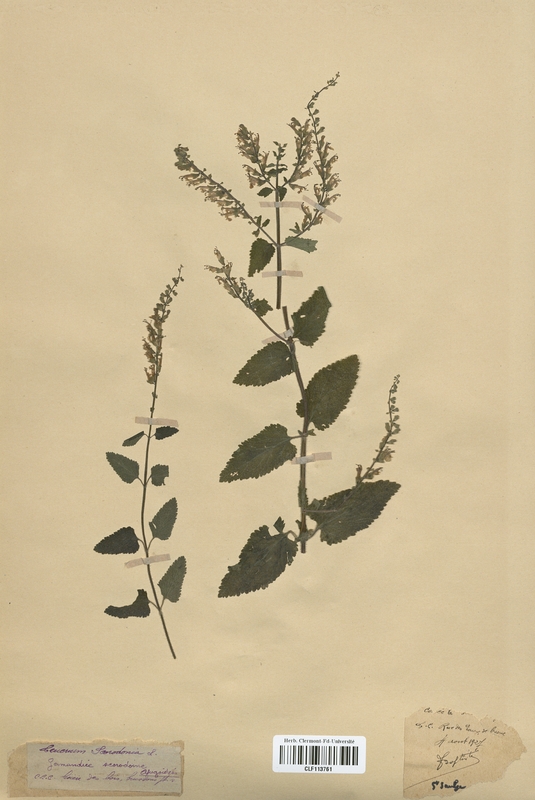 Teucrium scorodonia (Lamiaceae)