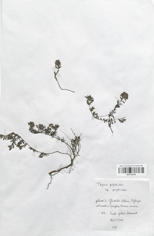 Thymus polytrichus (Lamiaceae)