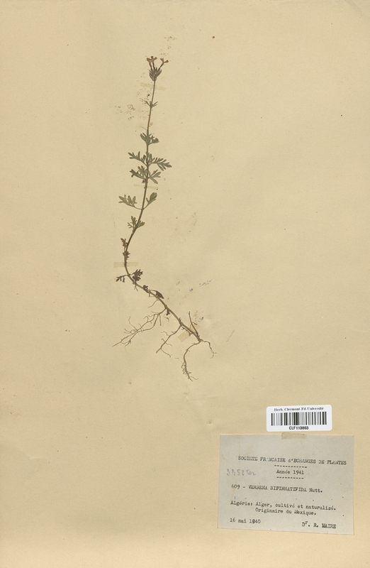 Verbena bipinnatifida (Lamiaceae)