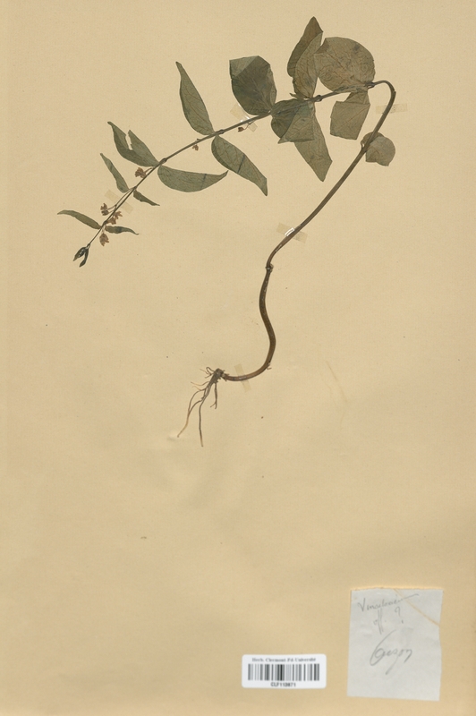 Vincetoxicum officinale (Apocynaceae)