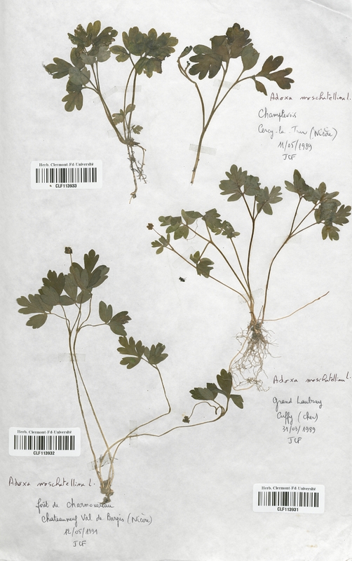Adoxa moschatellina (Adoxaceae)