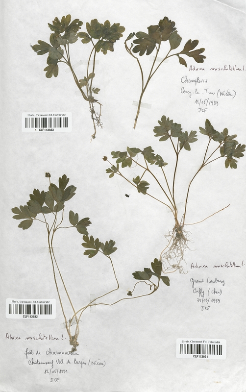 Adoxa moschatellina (Adoxaceae)