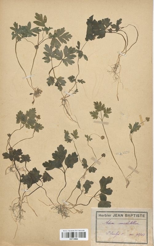 Adoxa moschatellina (Adoxaceae)