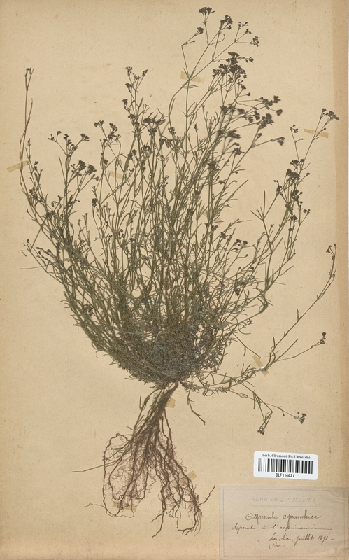 Asperula cynanchica (Rubiaceae)